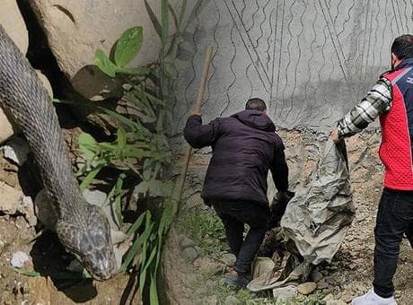 3 metrelik dev yılan evin altına yuva yaptı, belediye harekete geçti: Aileme zarar verecek diye korkuyoruz