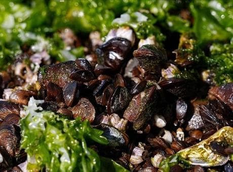 İzmir'de midye başta olmak üzere 7 ton su ürününe el konuldu