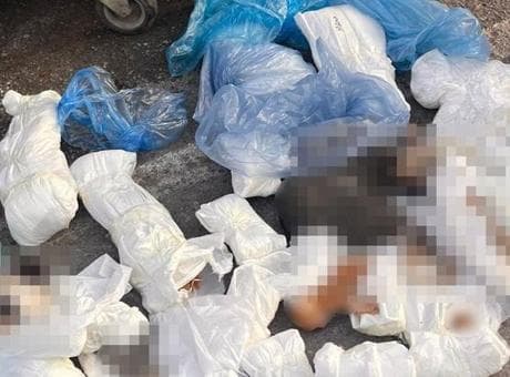 İzmir'deki 33 ölü kedi vahşetinde yeni gelişme! Veterinerle ilgili verilen karar başsavcılık itiraz etti