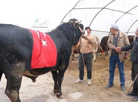 Kayseri'de 1 tonluk 'Paşa' dudak uçuklatan fiyata satıldı! 'Denizi olmayan memlekete gemi getirdim!'