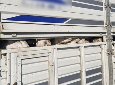 Yer: İstanbul! Kaçak kurbanlık denetiminde 626 bin lira para cezası