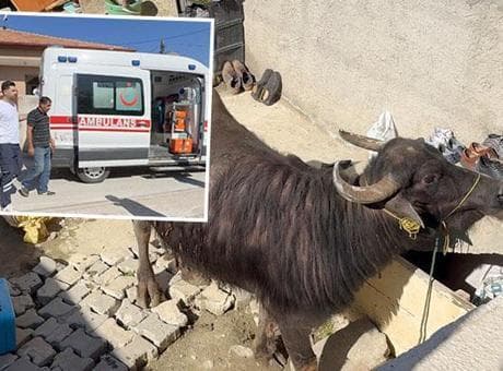 Çorum'da kaçan kurbanlık ortalığı birbirine kattı! Sahibi çareyi bodruma saklanmakta buldu