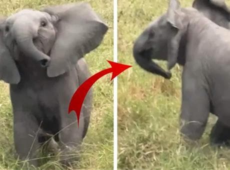 Boyuna bakmadan kafa tuttu, saniyeler sonra arkasına bakmadan kaçtı! Yavru filin sevimli anları viral oldu