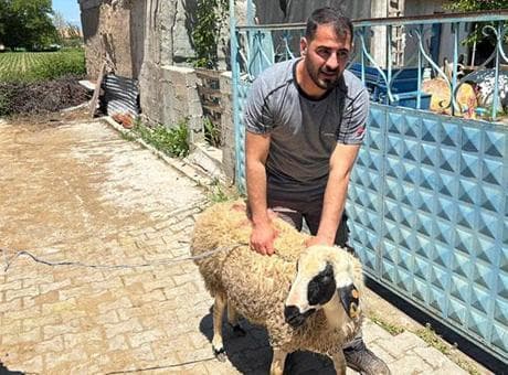 Elinden kaçırdığı kurbanlık için vatandaşlar seferber oldu! Kovalamaca 1 saat sürdü