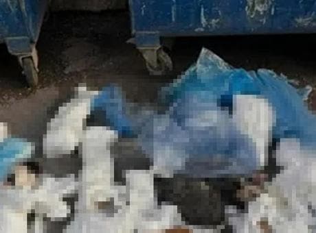 İzmir’deki 33 kedi vahşetinde yeni gelişme! Veteriner hekim tutuklandı
