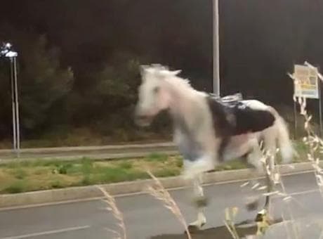 İtalya sokakları karıştı! Resmi tören öncesi kaos: Süvari birliğinin atları kaçtı