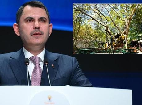 Bakan Kurum, koruma altına alınan 854 yaşındaki anıt ağacın hikayesini paylaştı