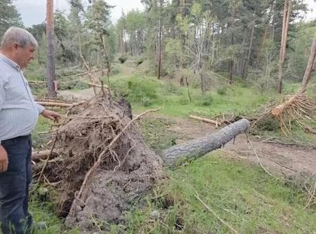 Kütahya’da doğa felaketi! Asırlık çamlar tek tek devrildi