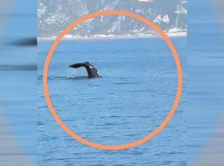 Samandağ’da balina sürprizi! Beslenmek ve sıcak etkisi
