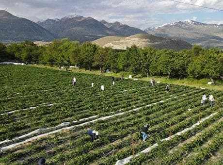 Tarlada yeni konsept: Yediğin senin, topladığın benim