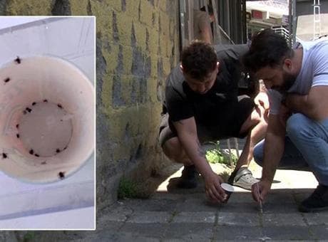 İstanbul'da kene alarmı! 'İlk defa böyle bir istila gördüm'