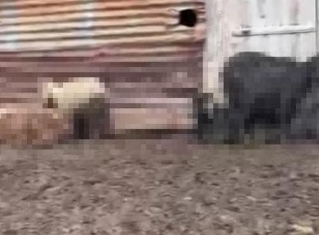 Onlarca hayvan telef olmuştu! Adana'daki gizemli ölümlerin nedeni belli oldu!