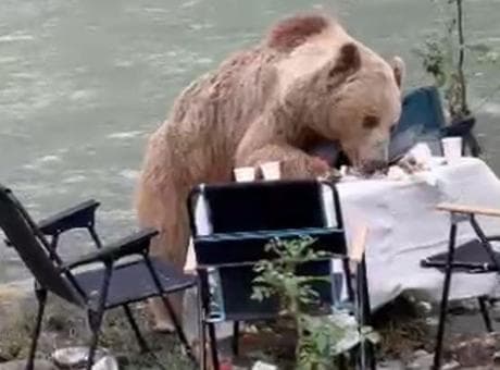 Görüntüler Tunceli'den! Bozayı piknik keyfi kamerada