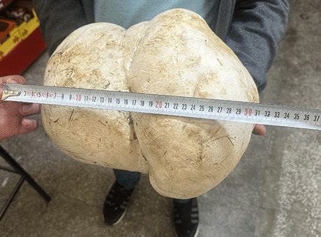 Isparta'da bahçesini temizlerken buldu! Tam 3 kilo 470 gram...