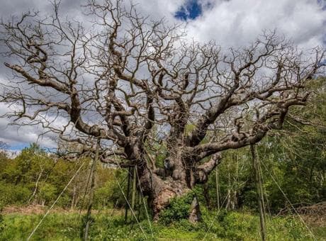1.200 yıllık meşe yok oldu, nedeni 'pes' dedirtti! 'Bu çöküş insanlığa bir uyarıdır'