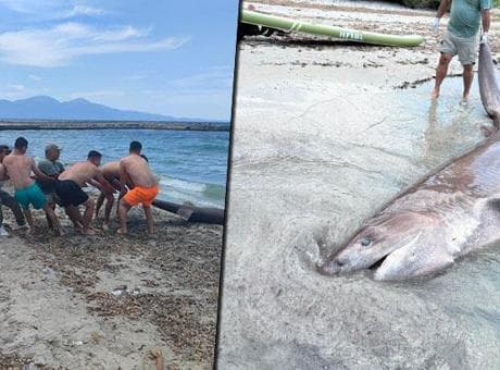 Yer: Kuşadası! 3 metrelik boz camgöz köpekbalığı kıyıya vurdu