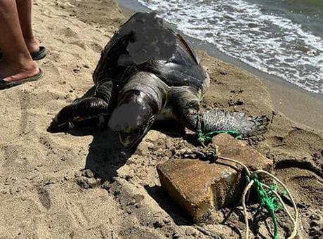 Yüzgecine parke taşı bağlanan deniz kaplumbağası ölü bulundu: İnsanlık dışı bir olay
