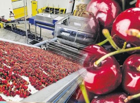 Türk kirazının Çin yolculuğu başlıyor
