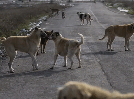 Son dakika... Sahipsiz köpek saldırıları sonrası 3 belediye başkanı hakkında işlem