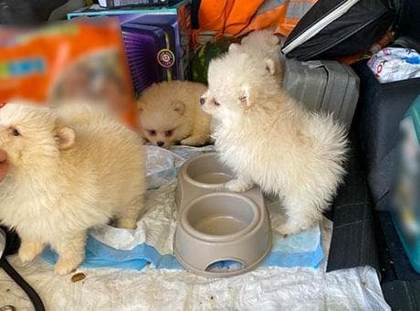 Sınırda 'Pomeranian' cinsi köpek yavruları ele geçirildi