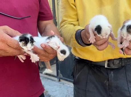 Temizlik görevlileri sesleri duydu! Çöpteki ağzı bağlı poşetten 5 yavru kedi çıktı