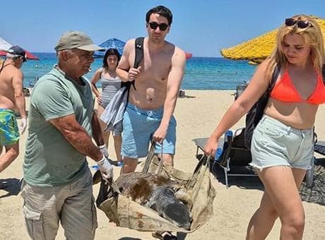 İki ilde 3 deniz kaplumbağası ölü bulundu