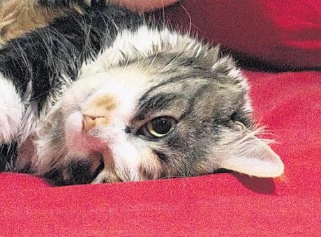 Boşanmada 3 kedi için karar! Masrafını ödeyecek ama göremeyecek