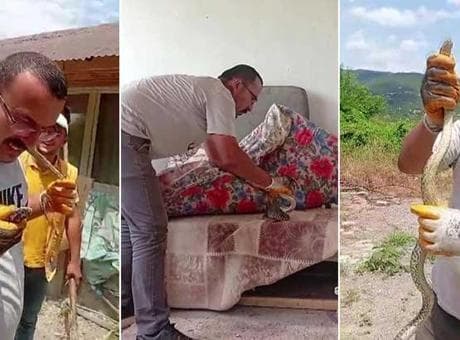Amasya'da evde yılan paniği! Yakaladı, boynuna doladı