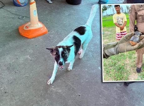 Köpeğin eve getirdiği cisim dehşete düşürdü! Gerçek ortaya çıkınca bomba ekipleri çağrıldı