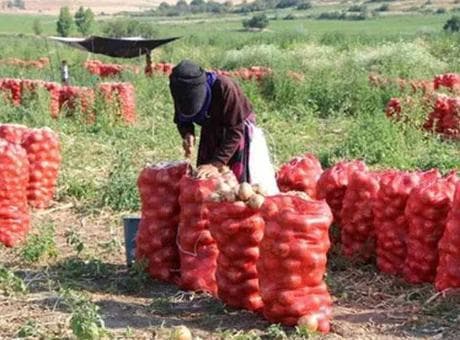 Çiftçiler 2 yıl zarar edince bu yıl daha az ekti! Soğan fiyatı 1 ayda 15 TL'den 70 TL'ye çıktı