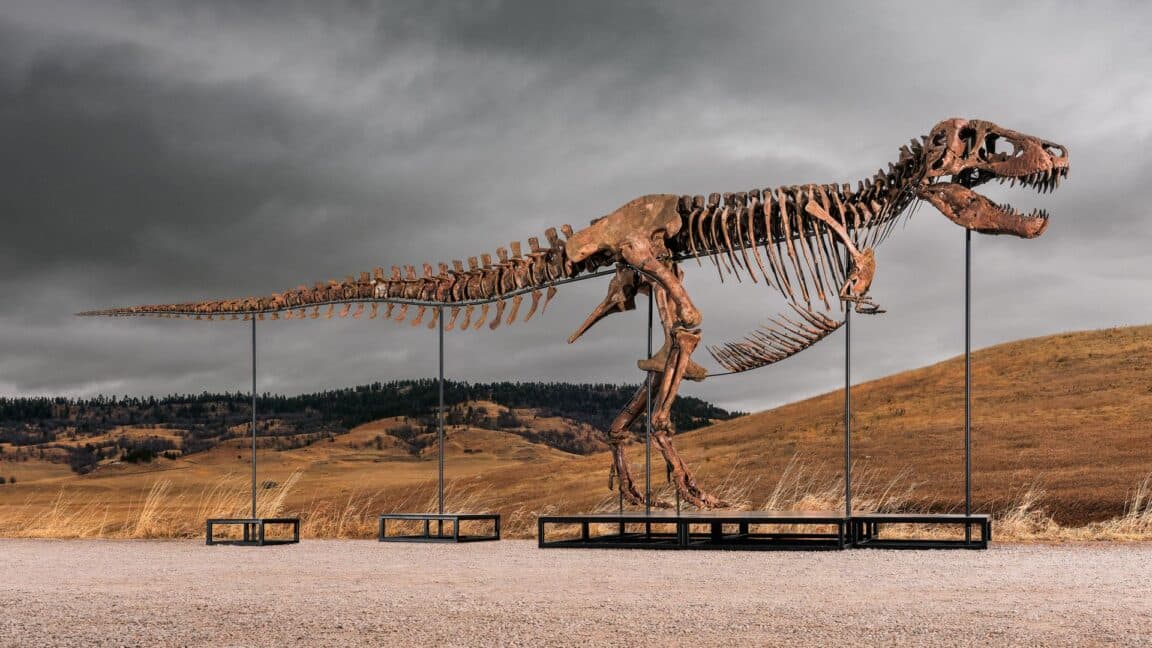 Sotheby's'in büyük T. rex açık artırması, yutturmaca ve servetin bilimi altüst ettiğine dair endişeleri artırıyor