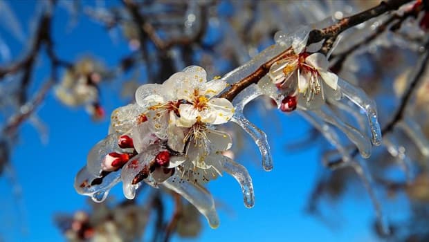 Meteorolojiden zirai don uyarısı