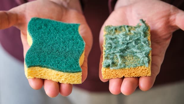 Süngerden bile mikroplastik çıktı
