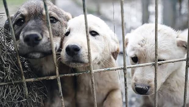 2 başkana ‘sahipsiz köpek’ soruşturması