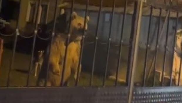 Sarıkamış'ta bahçeye giren ayı ailesi ev sahiplerini dışarıda bekletti