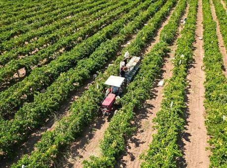 Çiftçilere yaklaşık 17,4 milyar lira tarımsal destekleme ödemesi bugün yapılacak