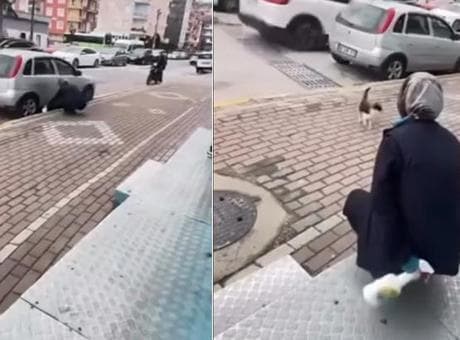 Sokak kedisine işkence! 'Gel annem gel' diyerek çağırdıktan sonra yaptığı kan dondurdu