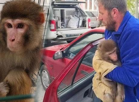Köy yolunda büyük şok! Rhesus maymunu Yozgat’ta ortaya çıktı