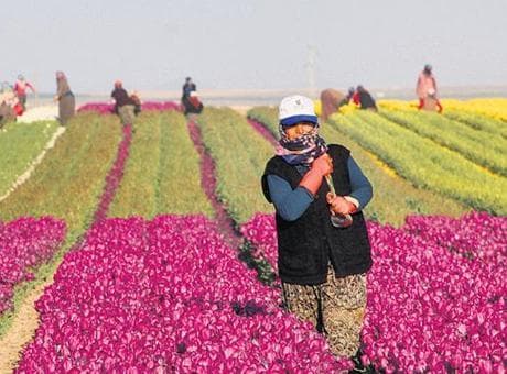 Kırsal Kalkınma Yatırım Programı’nda son başvuru tarihi 12 Haziran