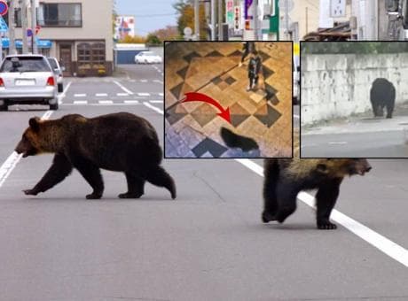 Şehir merkezine indi, tam 94 okul birden kapatıldı! Japonya'da ayı alarmı
