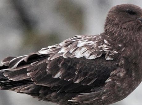 Virüsün görülmediği tek kıtaydı! Şüpheli vaka saptandı: 'Bir ilk olabilir'