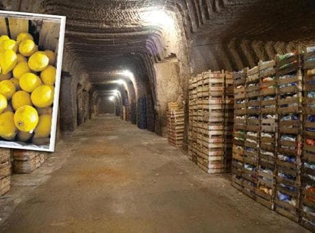 Limon yatarak olgunlaşıyor