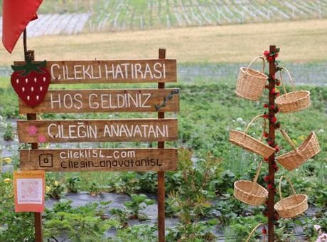 Çilekli Mahallesi'nde sınırsız yeme izni! Köye giden çileğini dalından topluyor