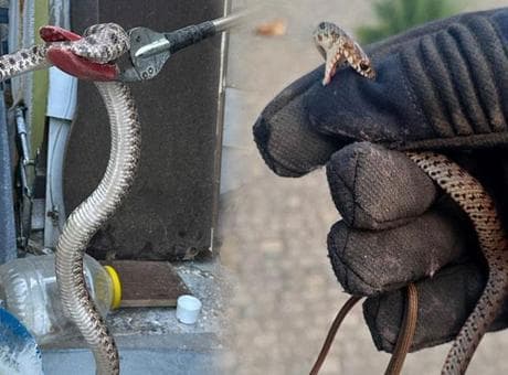 Bir kenti yılanlar sardı! Evlere kadar girmeye başladılar: 'Bir günde 10 vaka geliyor’